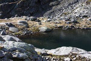 Goldlacken 0356 2013-10-08.jpg