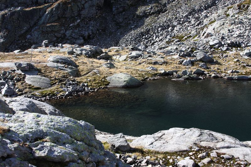 Datei:Goldlacken 0356 2013-10-08.jpg