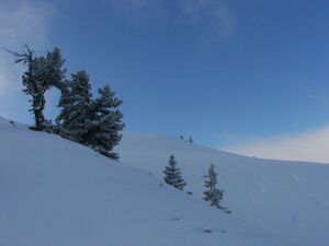 Guschen 46880 2006-02-27.jpg