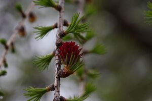 Lärchenblüte 28974 2011-05-14.jpg