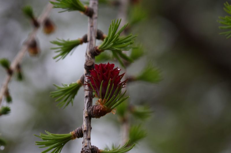 Datei:Lärchenblüte 28974 2011-05-14.jpg