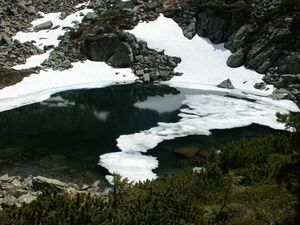 Obersee 5954 2004-06-27.jpg