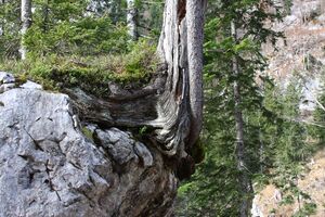 Oberwasseralm 79176 2014-11-15.jpg