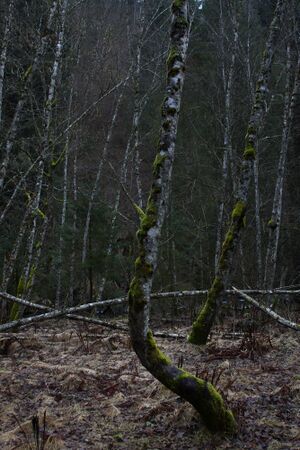 Strubschlucht 34274 2014-01-20.jpg