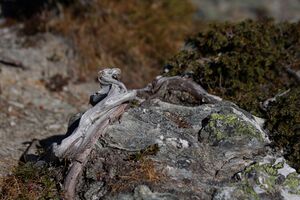 Zirbe hochfeld 11401 2011-11-16.jpg