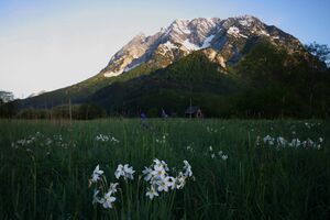 Feuchtwiesen trautenfels5997.jpg