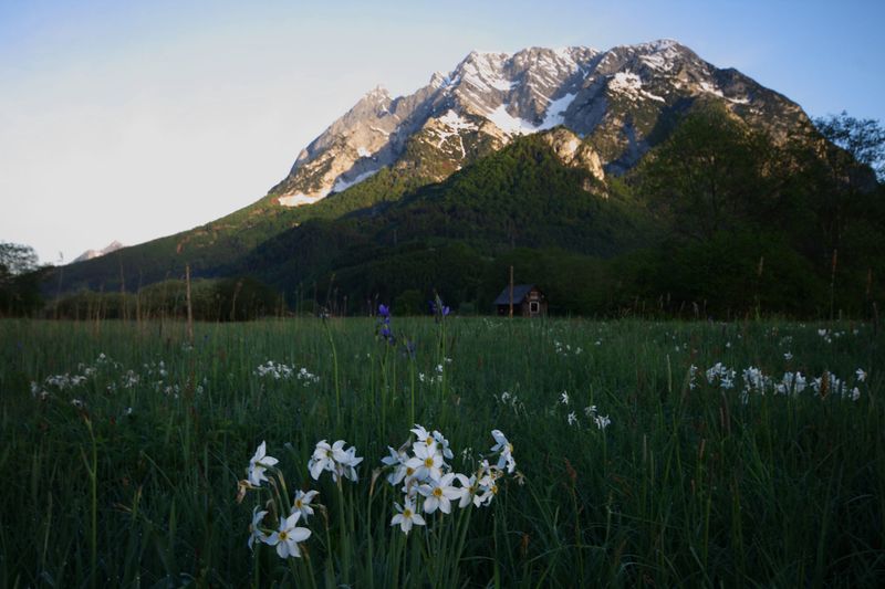 Datei:Feuchtwiesen trautenfels5997.jpg