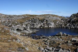 Goldlacken 0361 2013-10-08.jpg