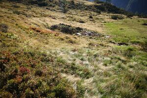 Lassachalm (Alm) 02513 2015-08-28.jpg