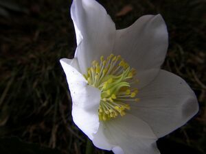 Schneerose 90726 2006-04-05.jpg