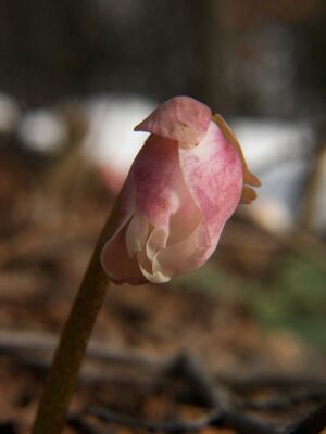 Schneerose 90840 2006-02-27.jpg