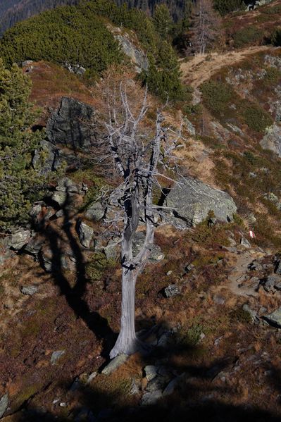 Datei:Zirbe hochfeld 11402 2011-11-16.jpg