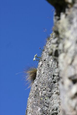 Edelweiß wildkar 0695 13-07-27.jpg