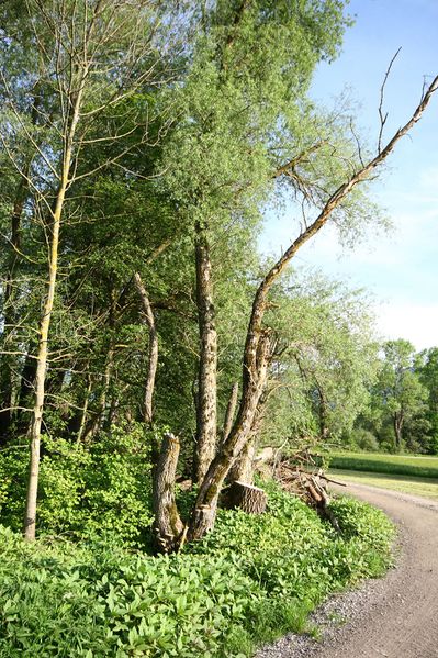 Datei:Enns-Altarme Niederstuttern 58375 2014-05-21.jpg