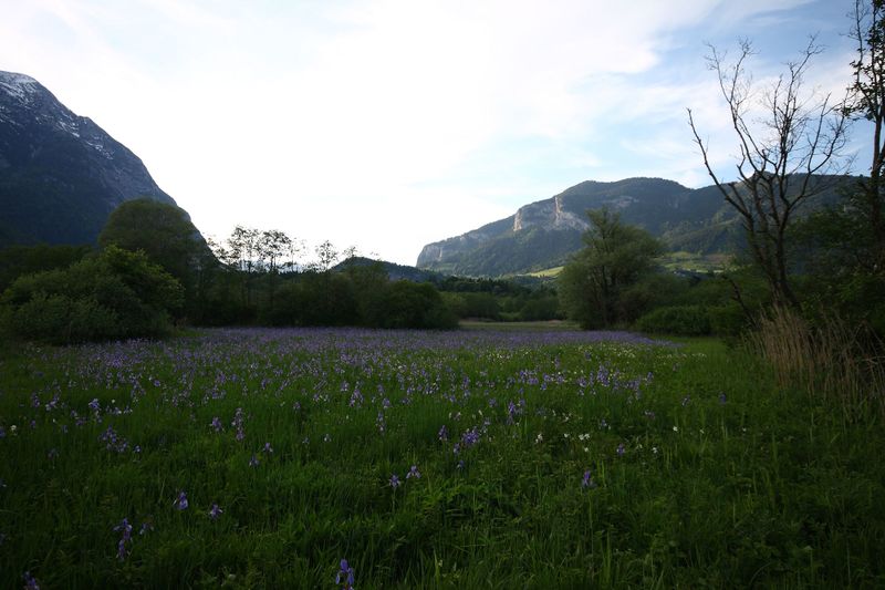 Datei:Enns-Altarme Niederstuttern 58432 2014-05-21.jpg