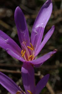 Herbstzeitlose jagersberger 01487 2015-09-12.jpg