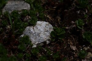 Im wildkar 23790 2008-06-26.jpg