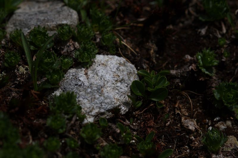 Datei:Im wildkar 23790 2008-06-26.jpg