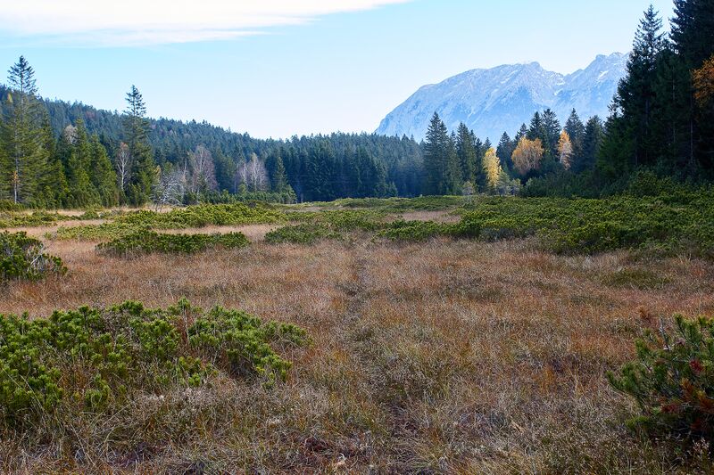 Datei:Knoppenmoos pichl-0282-2021-10-30.jpg