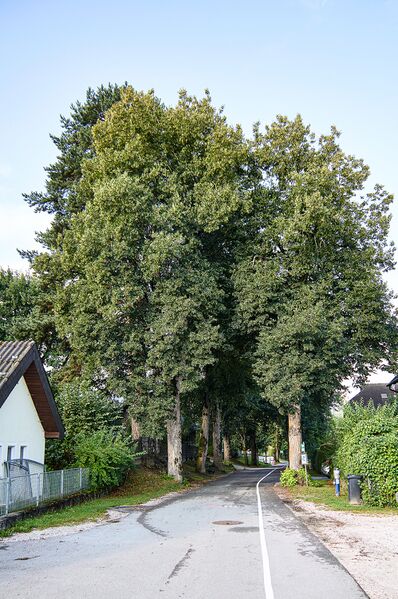Datei:Lindenallee Irdning-032-2026-08-08.jpg