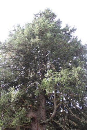 Alte fichte siebenhütten 62158 2017-10-26.jpg