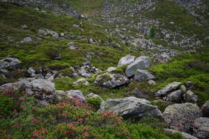 Im wildkar 23604 2008-06-26.jpg