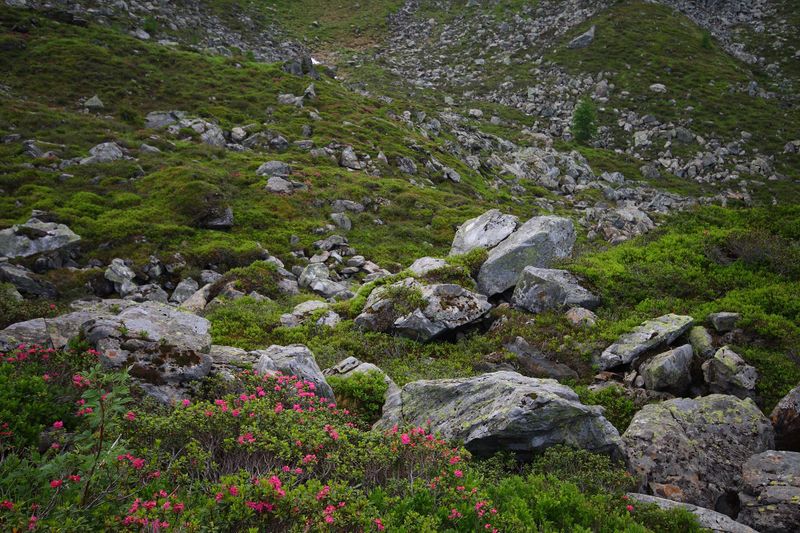 Datei:Im wildkar 23604 2008-06-26.jpg