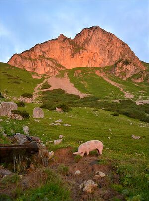 Rotofen mit schwein.JPG