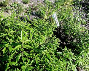 Stiftsgarten Admont12.JPG