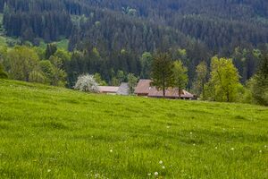 BH wolfbauer johnsbach-2000-2020-05-18-2.jpg