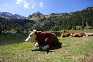 Duisitzkarsee 15115 2011-08-28.jpg