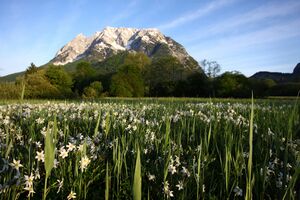 Feuchtwiesen trautenfels6070.jpg