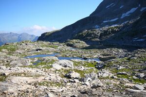 Goldlacken 0391 2008-08-12.jpg