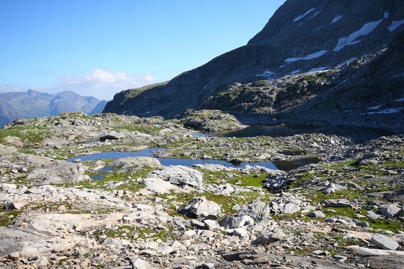 Datei:Goldlacken 0391 2008-08-12.jpg