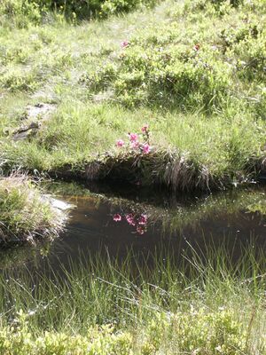 Im herzmeierkar 15463 2005-07-20.jpg