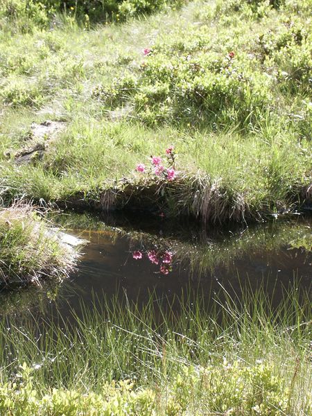 Datei:Im herzmeierkar 15463 2005-07-20.jpg