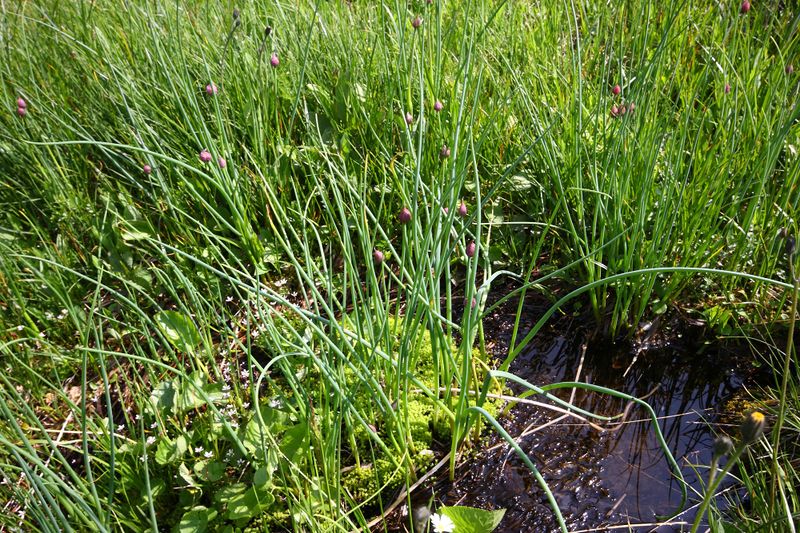 Datei:Mößnakar 0864 13-07-12.jpg