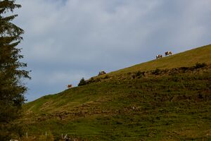 Stubeggsattel-0142-2021-05-24 07.35.38.jpg