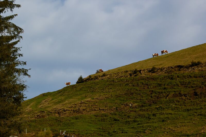 Datei:Stubeggsattel-0142-2021-05-24 07.35.38.jpg