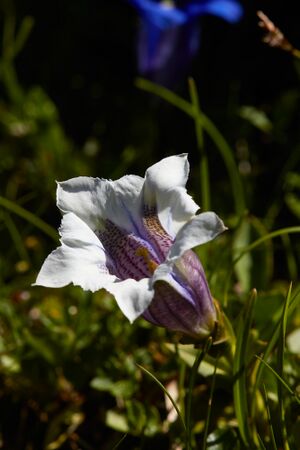 Weißer enzian-0318-2022-06-12.jpg