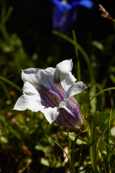 Datei:Weißer enzian-0318-2022-06-12.jpg