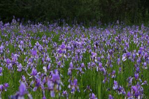 Enns-Altarme Niederstuttern 58418 2014-05-21.jpg