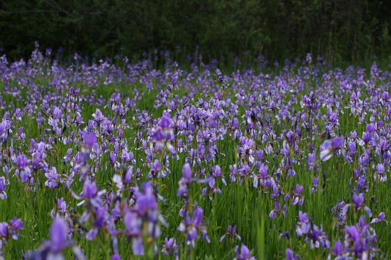 Datei:Enns-Altarme Niederstuttern 58418 2014-05-21.jpg