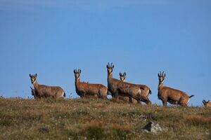 Etrachboden 27523 2010-08-11.jpg