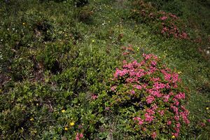 Gumpenkar 54480 2017-07-05.jpg