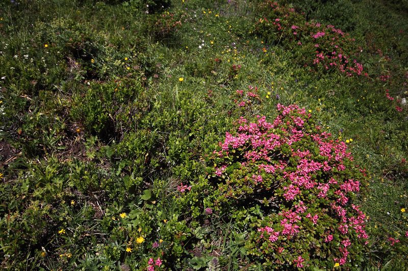 Datei:Gumpenkar 54480 2017-07-05.jpg