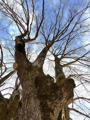 Kriegerdenkmal u. Naturdenkmal Baum Ardning1.JPG