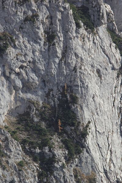 Datei:Gamsstelle loser trisselwand-4102-2018-11-04.jpg