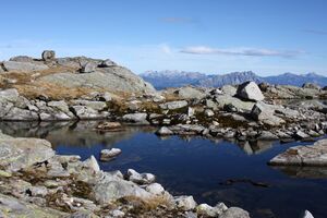 Goldlacken 0402 2013-10-08.jpg