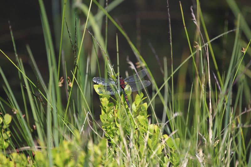 Datei:Gumpenkar 53192 2017-07-05.jpg